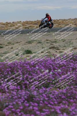 media/Jan-14-2023-SoCal Trackdays (Sat) [[497694156f]]/Turn 14 Exit Bloomig (145pm)/